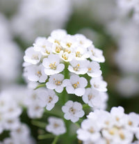 Alyssum Flower seeds for Planting Cut Flower Favorite Heirloom & GMO Free Seeds for Home Garden