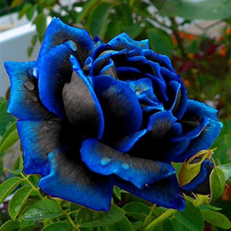 Midnight Supreme Dark Blue Rose Flower seeds for Planting - Pollinator Friendly, Heirloom & GMO Free Seeds for Home Garden