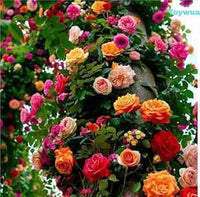 Mixed Colour Rose Balcony Flower Seeds for Planting Seasonal Bloomer Heirloom & GMO Free Seeds for Home Garden
 
 Sale