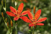 Belamcand Flower seeds for Planting Hardy Variety Heirloom & GMO Free Seeds for Home Garden 
 
 Sale for planting in home garden