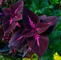 Deep Purple Dragon Coleus Seeds Flower seeds for Planting Colorful Display Heirloom & GMO Free Seeds for Home Garden