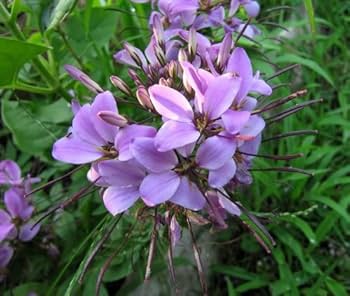 Lavender Sparkler Flower seeds for Planting - Low Maintenance, Heirloom & GMO Free Seeds for Home Garden