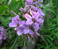 Lavender Sparkler Flower seeds for Planting - Low Maintenance, Heirloom & GMO Free Seeds for Home Garden