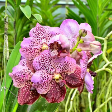 Orchid Butterfly Flower Mixed Colors