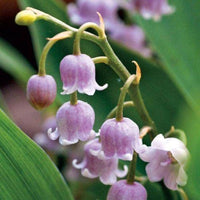 Valley Flower seeds for Planting Compact Growth Heirloom & GMO Free Seeds for Home Garden 
 
 Sale