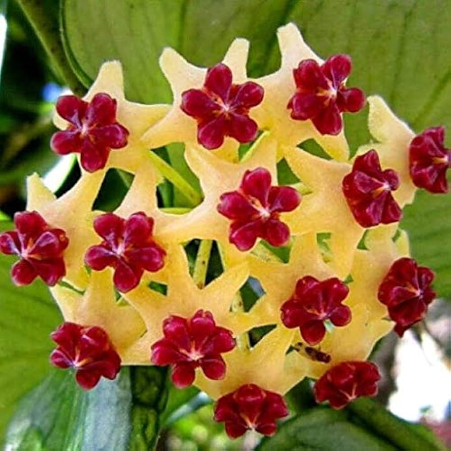 Hoya Bloom Flower seeds for Planting - Drought Tolerant, Heirloom & GMO Free Seeds for Home Garden
 
 Sale for planting in home garden.
