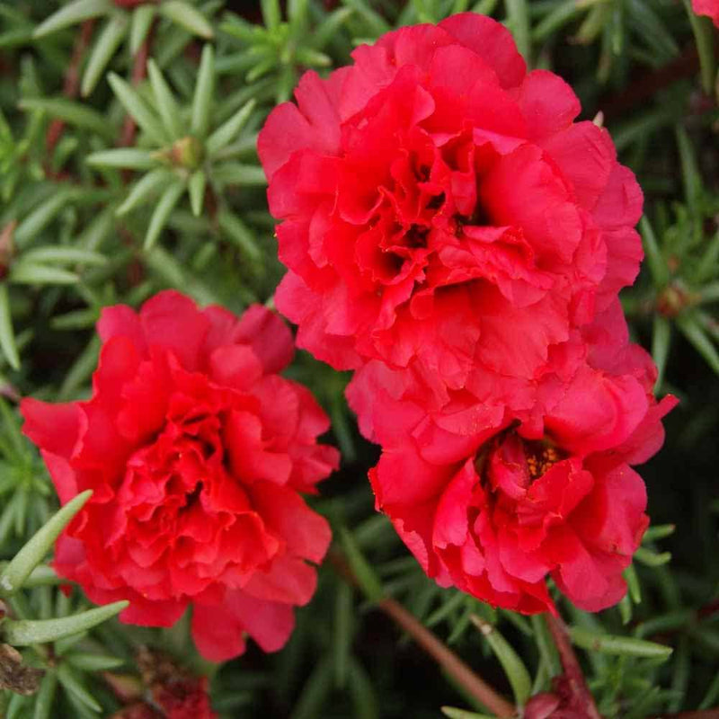 Red Portulaca Flower seeds for Planting - Cottage Garden Essential, Heirloom & GMO Free Seeds for Home Garden