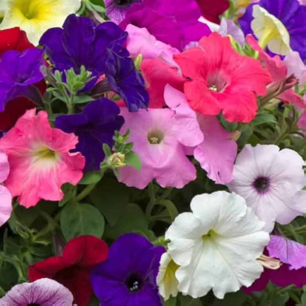 Dwarf Petunia Mix Flower Seeds – Butterfly & Bee Friendly Annual