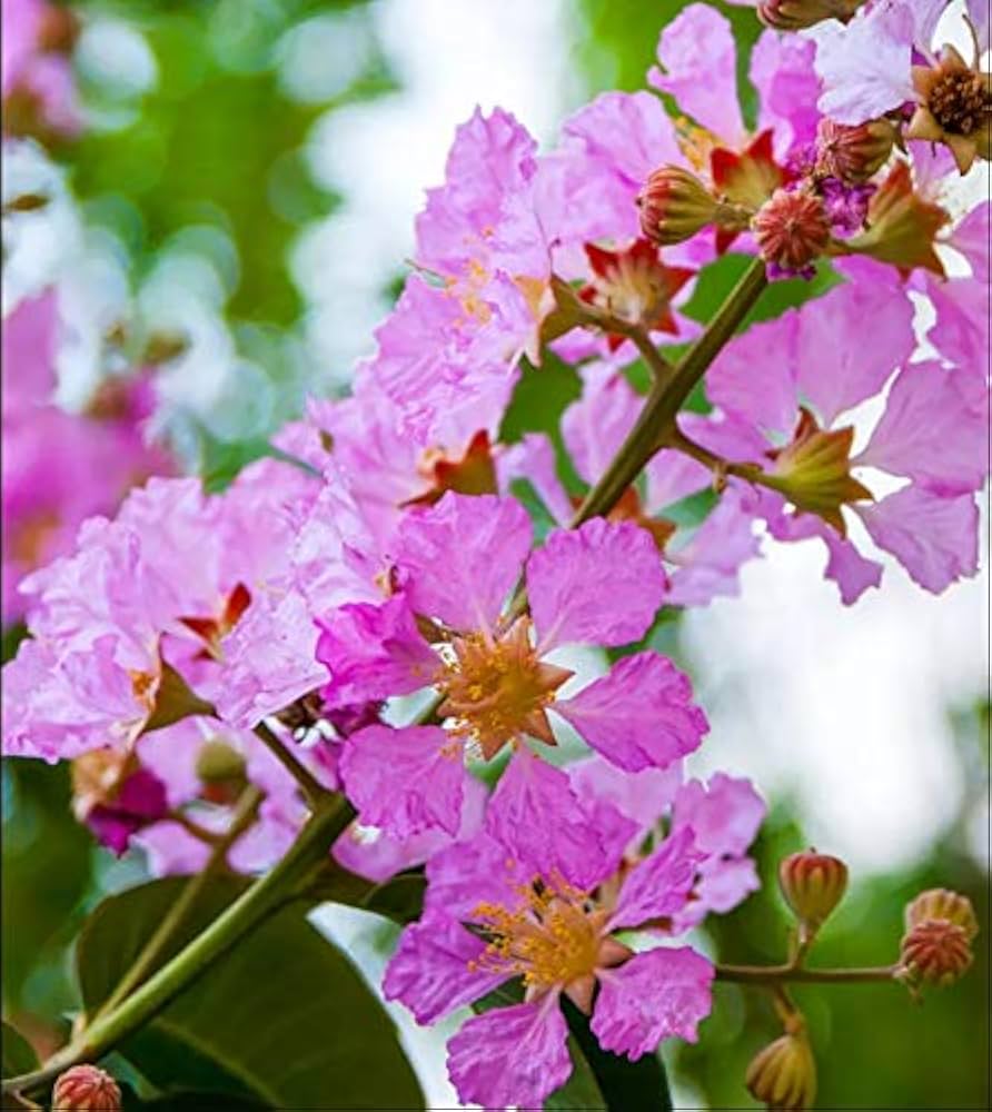 Pink Crape Myrtle Flower seeds for Planting - Colorful Display, Heirloom & GMO Free Seeds for Home Garden