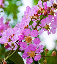 Lagerstroemia Flower seeds for Planting Shade Tolerant Heirloom & GMO Free Seeds for Home Garden
