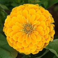 Yellow Zinnia Elegans Flower seeds for Planting - Premium Quality, Heirloom & GMO Free Seeds for Home Garden
 
 Sale for planting in home garden.