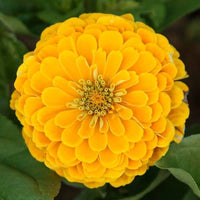 Yellow Zinnia Seeds Zinnia elegans for Planting in Flower Bed and Urban Garden