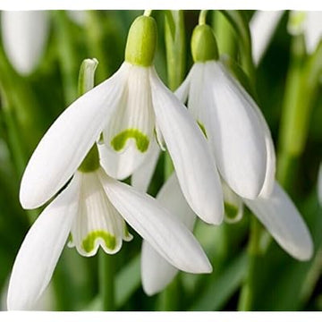 White Snowdrop Plant Seeds for Planting  Seeds for Galanthus Nivalis and Stunning Floral Displays