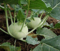 White Kohlrabi Vegetable Seeds for Garden Planting