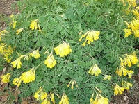 Corydalis Lutea Seeds for Planting Corydalis Lutea rock garden flower border
