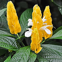Yellow Pachystachys Lutea Flower seeds for Planting - Easy to Grow, Heirloom & GMO Free Seeds for Home Garden