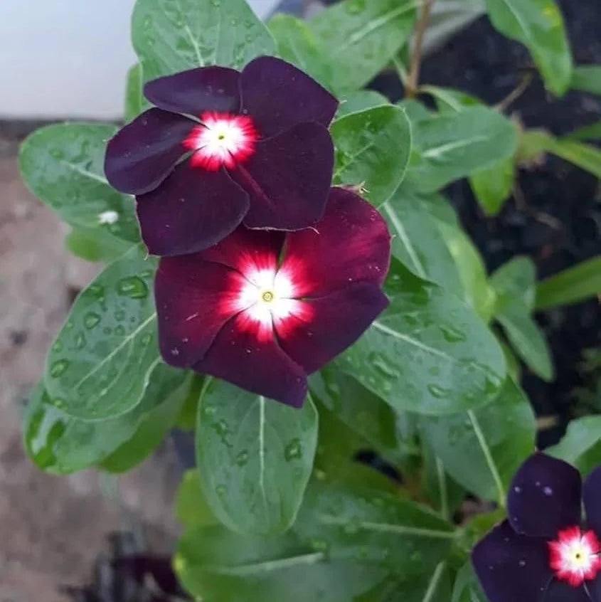 Vinca Sunsplash Blue Seeds for Stunning Blue Flowers