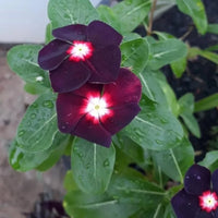 Vinca Sunsplash Blue Seeds for Stunning Blue Flowers