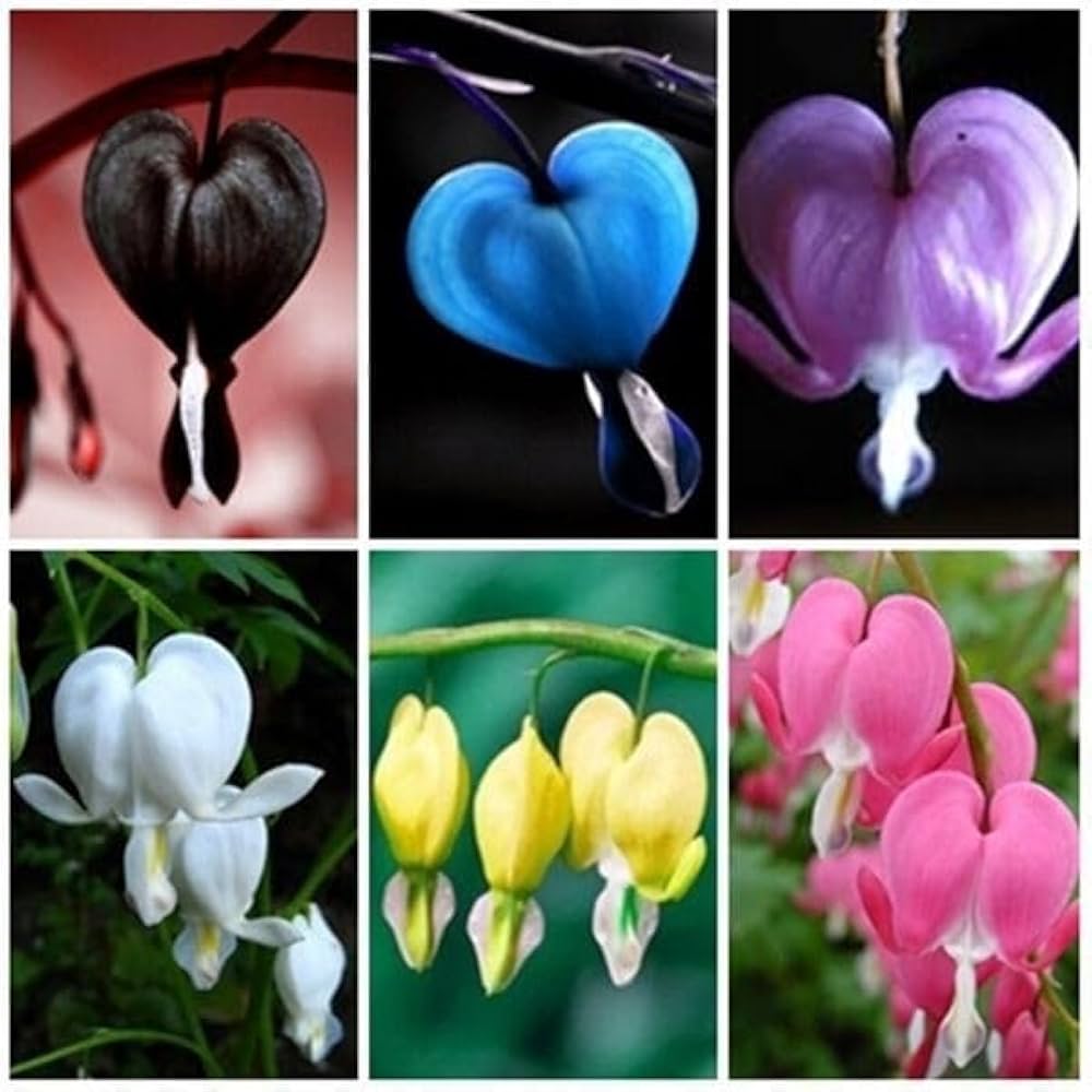 MultiColor Heart Flower Seeds for Planting Shade Tolerant Heirloom & GMO Free Seeds for Home Garden
 
 Sale