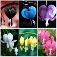 MultiColor Heart Flower Seeds for Planting Shade Tolerant Heirloom & GMO Free Seeds for Home Garden
 
 Sale