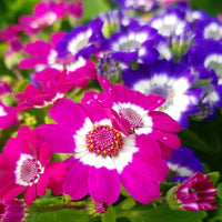 Pink Cineraria Flower seeds for Planting Cut Flower Favorite Heirloom & GMO Free Seeds for Home Garden 
 
 Sale