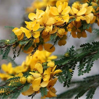 Cassia Biflora Flower seeds for Planting Hardy Variety Heirloom & GMO Free Seeds for Home Garden