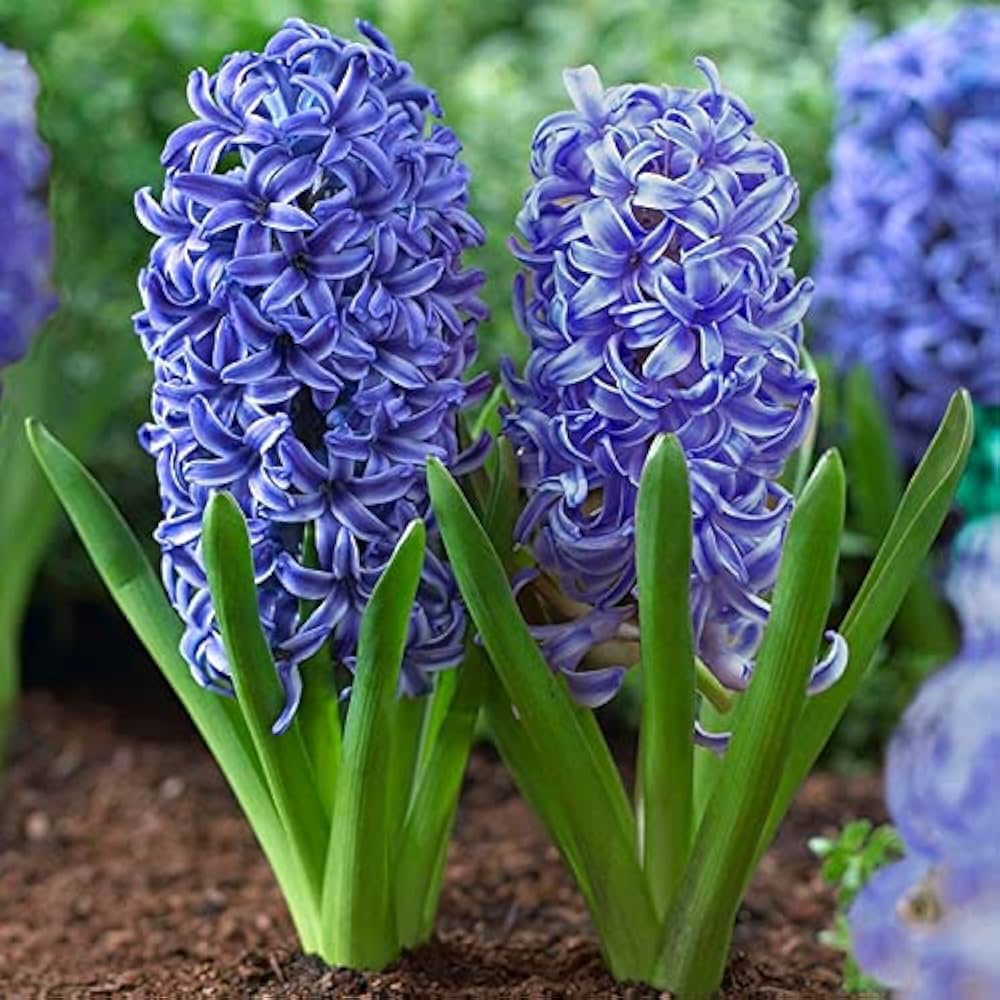 Blue Hyacinthus Flower seeds for Planting - Wildflower Mix, Heirloom & GMO Free Seeds for Home Garden