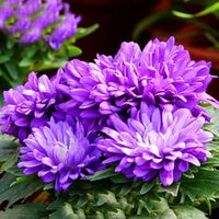 Purple Chrysanthemum Flower seeds for Planting - Bright Blooms, Heirloom & GMO Free Seeds for Home Garden
 
 Sale for planting in home garden
