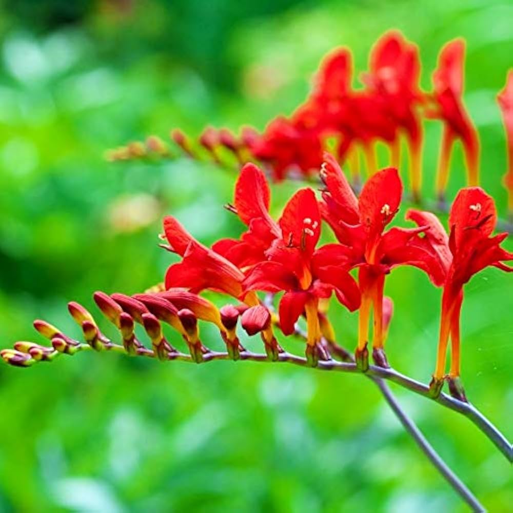 Crocosmia Lucifer Flower seeds for Planting Perfect for Borders Heirloom & GMO Free Seeds for Home Garden