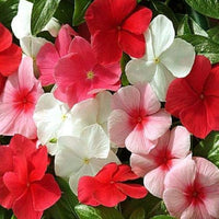 Pink Malve Mix Seeds for Planting home garden flower bed
