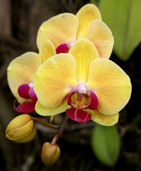 Yellow Pink Phalaenopsis Orchid Flower seeds for Planting Shade Tolerant Heirloom & GMO Free Seeds for Home Garden 
 
 Sale