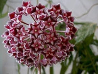 Red Hoya Ball Flower seeds for Planting - Long Bloom Season, Heirloom & GMO Free Seeds for Home Garden
 
 Sale for planting in home garden.