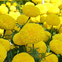 Helenium Hoopesi Golden for planting in flower bed