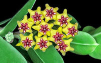 Yellow Maroon Hoya Carnosa Flower Seeds for Planting Cut Flower Favorite Heirloom & GMO Free Seeds for Home Garden
 
 Sale