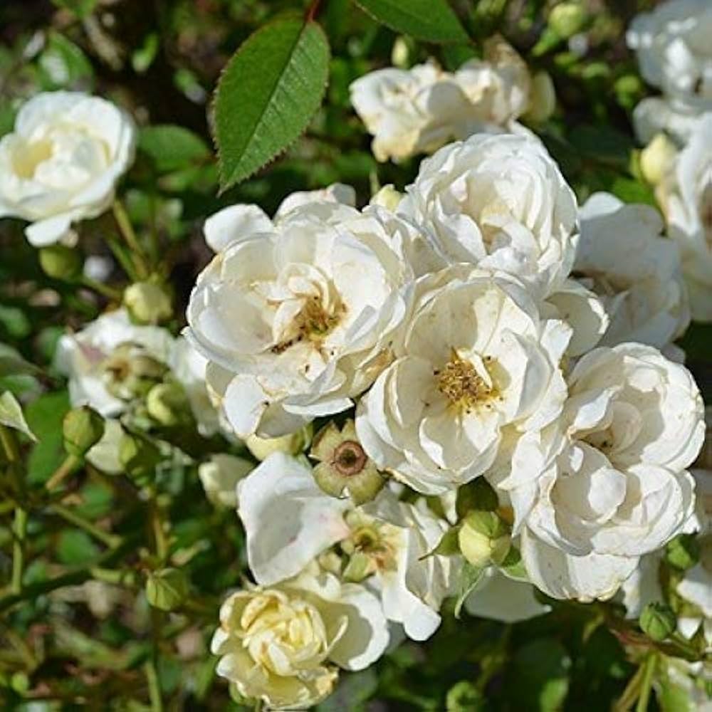 White Rose Flower seeds for Planting Sun Loving Heirloom & GMO Free Seeds for Home Garden