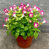 Wishbone Mixed Flower Seeds for Planting in Flower Bed and Garden