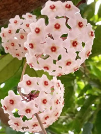 White Light Pink Hoya Flower Seeds for Planting Premium Quality Heirloom & GMO Free Seeds for Home Garden
 
 Sale