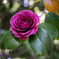 Camellia Purple Flower seeds for Planting - Compact Growth, Heirloom & GMO Free Seeds for Home Garden