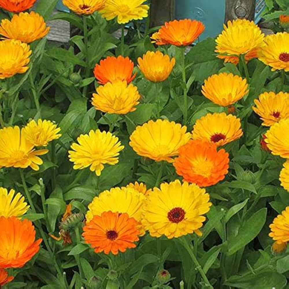 Calendula Flower seeds for Planting Colorful Display Heirloom & GMO Free Seeds for Home Garden
