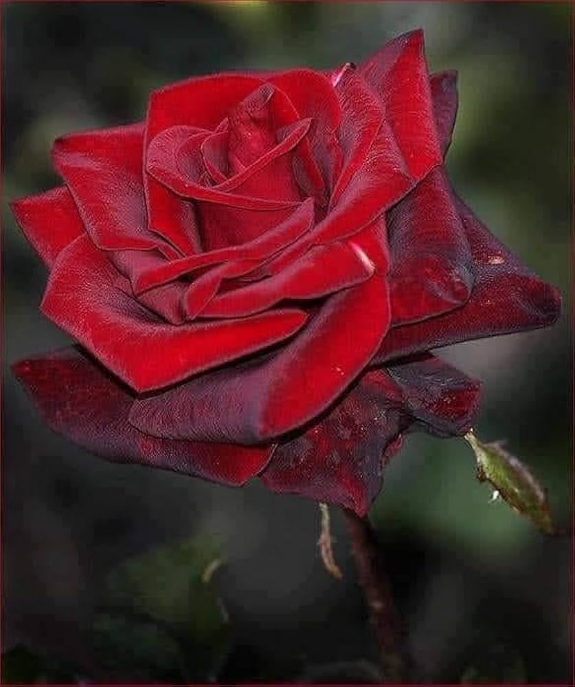 Multiple Colors Rose Seeds for Vibrant, Multi-Hued Garden Blooms