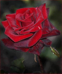 Multiple Colors Rose Seeds for Vibrant, Multi-Hued Garden Blooms