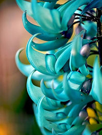 Strongylodon Flower Seeds for Planting  Grow Vibrant Blooms in Your Garden