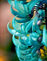 Light Green Strongylodon Flower Seeds for Planting Bright Blooms Heirloom & GMO Free Seeds for Home Garden
 
 Sale