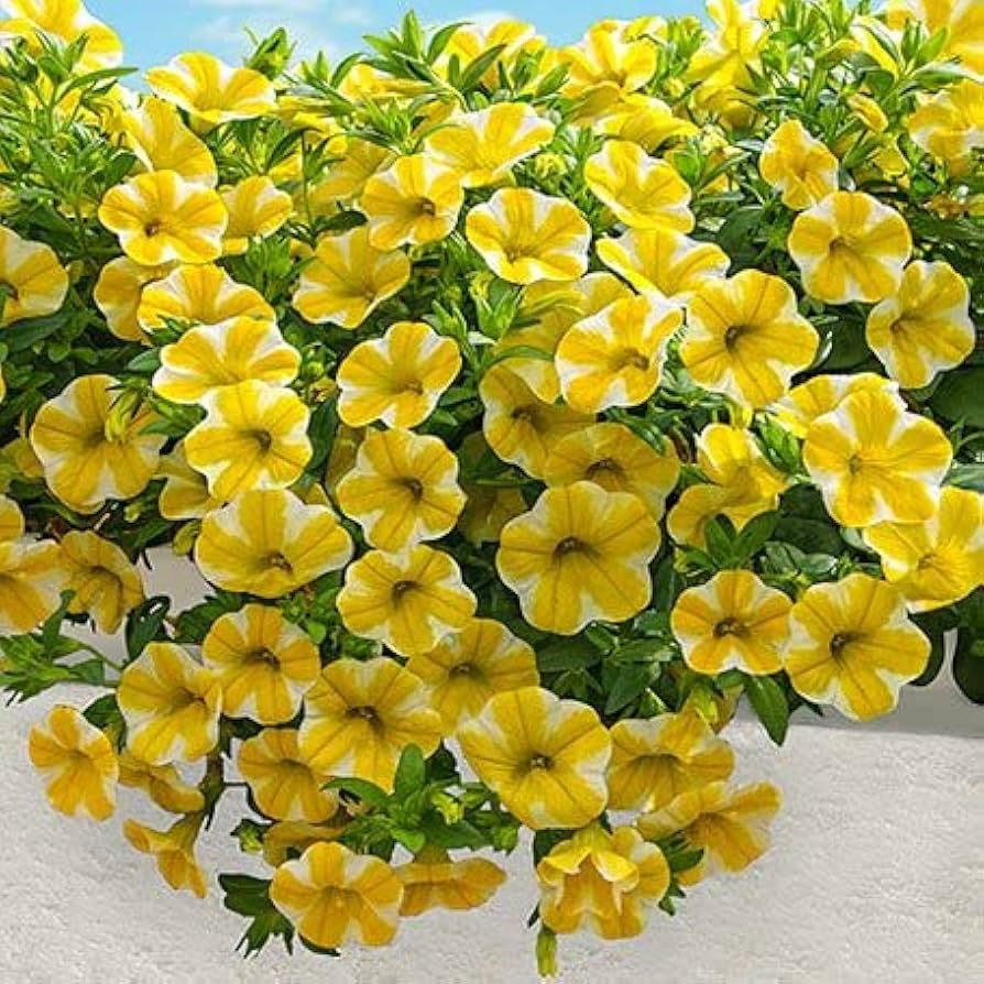 Calibrachoa Flower seeds for Planting Vibrant Colors Heirloom & GMO Free Seeds for Home Garden 
 
 Sale