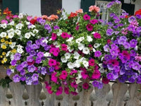 Dwarf Petunia Mix Flower Seeds – Butterfly & Bee Friendly Annual