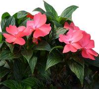 Walleriana Flower seeds for Planting - Cottage Garden Essential, Heirloom & GMO Free Seeds for Home Garden