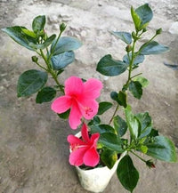 Pink Hibiscus Flower seeds for Planting Long Bloom Season Heirloom & GMO Free Seeds for Home Garden