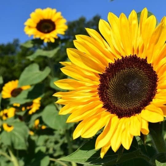 Sunflower Series Yellow Seeds (100 Pcscm Height) for Compact Sunflowers