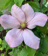 Clematis Seeds for Planting Clematis Vitalba flower bed trellis garden