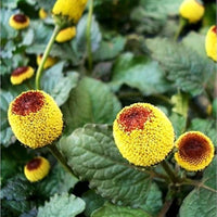 Spilanthes Flower Planting for Colorful Gardens  Seeds for Vibrant and Unique Blooms